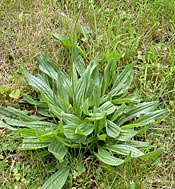 Buckhorn Plantain